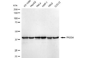 Western blotting analysis using PA2G4 antibody (ABIN7799917). (Rekombinanter PA2G4 Antikörper)