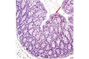 Immunohistochemical staining of mouse gut using anti-IDO (mouse), pAb . (IDO1 Antikörper)