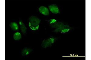 Immunofluorescence (IF) image for anti-UDP-Gal:betaGlcNAc beta 1,4- Galactosyltransferase, Polypeptide 4 (B4GALT4) (AA 1-344) antibody (ABIN522141)