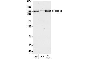 Western Blotting (WB) image for anti-Chromodomain Helicase DNA Binding Protein 8 (CHD8) (AA 2252-2302) antibody (ABIN7454728)