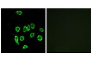 Immunofluorescence (IF) image for anti-Mitochondrial Ribosomal Protein L32 (MRPL32) (Internal Region) antibody (ABIN1850558) (MRPL32 Antikörper  (Internal Region))