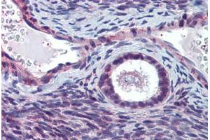Anti-ELOVL5 antibody  ABIN960767 IHC staining of human ovary. (ELOVL5 Antikörper  (N-Term))