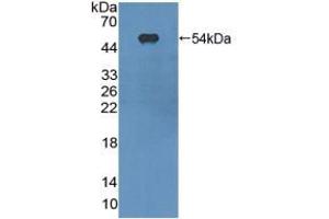 Figure. (CD11c Antikörper  (AA 907-1115))