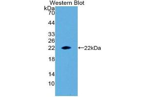 Western Blotting (WB) image for anti-Erythropoietin (EPO) (AA 28-192) antibody (ABIN3209692)