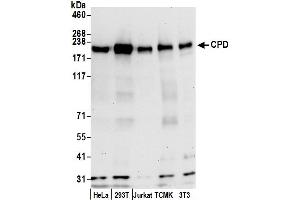 anti-Carboxypeptidase D (CPD) (AA 1330-1380) antibody
