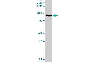 HGF MaxPab rabbit polyclonal antibody. (HGF Antikörper  (AA 1-728))