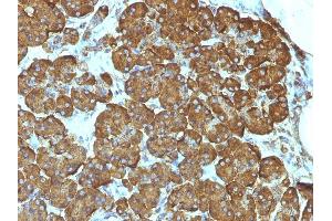 Formalin-fixed, paraffin-embedded human Pancreas stained with Cytochrome C Mouse Monoclonal Antibody (7H8. (Cytochrome C Antikörper  (AA 1-80))