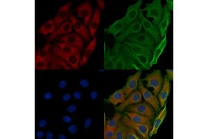 ABIN6257467 and ABIN6274784 staining Hela cells by IF/ICC. (RPL7 Antikörper  (C-Term))