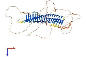 Junctophilin 4 Protein (JPH4) (AA 1-628) (His tag)