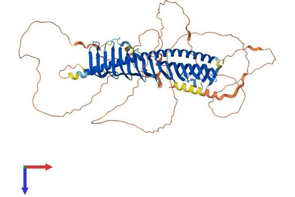 Junctophilin 4 Protein (JPH4) (AA 1-628) (His tag)