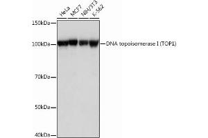 Western blot analysis of extracts of various cell lines, using DNA topoisomerase I (DNA topoisomerase I (TOP1)) Rabbit mAb (ABIN7270850) at 1:1000 dilution. (Topoisomerase I Antikörper)