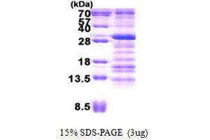 Ubiquitin-Conjugating Enzyme E2Z (UBE2Z) (AA 1-231) protein (His tag)