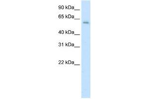 WB Suggested Anti-AATF Antibody Titration:  0. (AATF Antikörper  (C-Term))