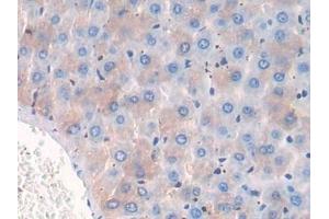 Detection of CD10 in Rat Liver Tissue using Polyclonal Antibody to Neprilysin (CD10) (MME Antikörper  (AA 286-428))
