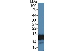 Detection of H3 in Human Lung lysate using Polyclonal Antibody to Histone H3 (H3) (Histone 3 Antikörper  (AA 1-136))