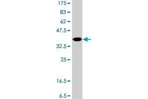 Western Blot detection against Immunogen (40. (SAA4 Antikörper  (AA 1-130))