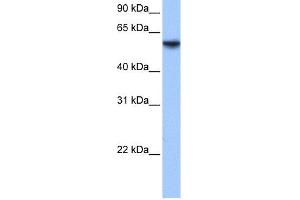 WB Suggested Anti-ISYNA1 Antibody Titration: 0.
