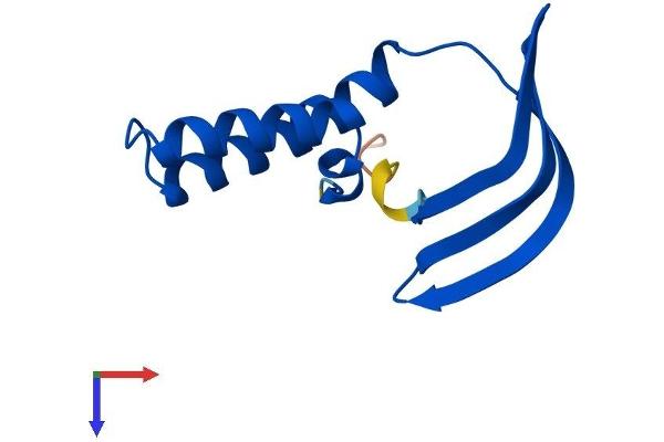 GTF2A2 Protein (AA 1-109) (His tag)