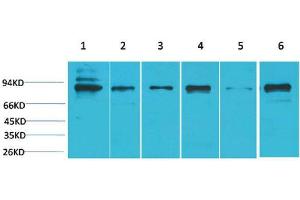 Western Blot (WB) analysis of 1) K562, 2) HeLa, 3) 3T3, 4) Mouse Heart Tissue, 5) PC12, 6) Rat Heart Tissue with STAT5bRabbit Polyclonal Antibody diluted at 1:2000. (STAT5B Antikörper)