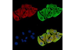 ABIN7095940 and ABIN7100002 staining Hela cells by IF/ICC.