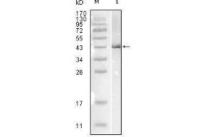 Western blot analysis using Influenza B virus Nucleoprotein mouse mAb against full-length recombinant Influenza B virus Nucleoprotein. (Nucleoprotein Antikörper (Influenza B Virus (B/Lee/40)))