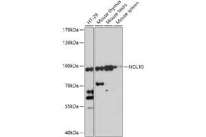 Western blot analysis of extracts of various cell lines, using NOL10 antibody (ABIN7269031) at 1:1000 dilution.