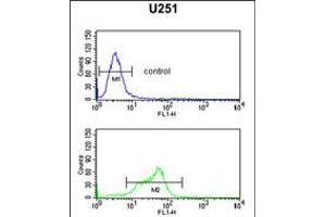 Flow cytometric analysis of U251 cells (bottom histogram) compared to a negative control (top histogram). (MAGT1 Antikörper  (N-Term))