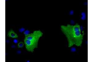 Anti-PASK mouse monoclonal antibody (ABIN2453422) immunofluorescent staining of COS7 cells transiently transfected by pCMV6-ENTRY PASK (RC209096). (PASK Antikörper)