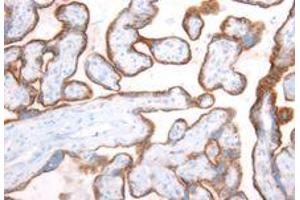 Immunohistochemistry on paraffin embedded sections of human placenta. (AGLU Antikörper)