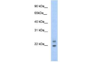 C330003B14RIK antibody (20R-1169) used at 0. (CPHX Antikörper  (N-Term))