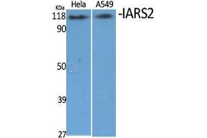 Western Blot (WB) analysis of specific cells using IARS2 Polyclonal Antibody. (IARS2 Antikörper  (N-Term))