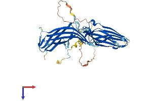 AlphaFold protein structure predicition of Human Recombinant ARRDC2 Protein, UniprotID Q8TBH0