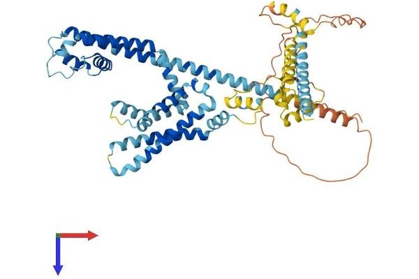 CATSPER2 Protein (AA 1-530) (His tag)