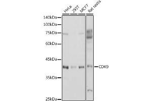 Western blot analysis of extracts of various cell lines, using CDK9 antibody (ABIN6129241, ABIN6138331, ABIN6138332 and ABIN6214015) at 1:1000 dilution.