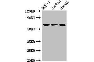 Western Blot Positive WB detected in: MCF-7 whole cell lysate, Jurkat whole cell lysate, HepG2 whole cell lysate All lanes: SHOC2 antibody at 3 μg/mL Secondary Goat polyclonal to rabbit IgG at 1/50000 dilution Predicted band size: 65, 60 kDa Observed band size: 65 kDa (SHoc2/Sur8 Antikörper  (AA 3-89))