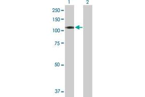 Western Blot analysis of BEND2 expression in transfected 293T cell line by BEND2 MaxPab polyclonal antibody. (BEND2 Antikörper  (AA 1-799))