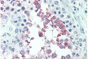 Anti-ERMP1 antibody  ABIN1101381 IHC staining of human testis. (ERMP1 Antikörper  (Internal Region))