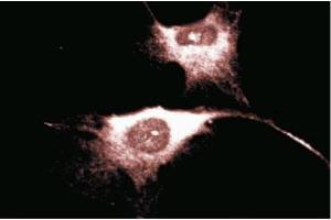 Immunofluorescence staining of Human Endothelial cells. (CD38 Antikörper  (AA 171-292))