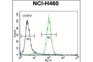 ACHE Antibody (N-term) (ABIN392325 and ABIN2841973) flow cytometric analysis of NCI- cells (right histogram) compared to a negative control cell (left histogram). (Acetylcholinesterase Antikörper  (N-Term))
