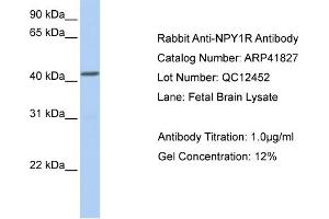 Western Blotting (WB) image for anti-Neuropeptide Y Receptor Y1 (NPY1R) (Middle Region) antibody (ABIN502177) (NPY1R Antikörper  (Middle Region))