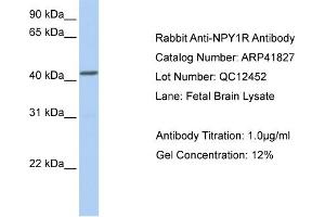 Western Blotting (WB) image for anti-Neuropeptide Y Receptor Y1 (NPY1R) (Middle Region) antibody (ABIN2777014)