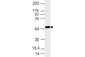 Image no. 1 for anti-Nuclear Receptor Subfamily 2, Group F, Member 6 (NR2F6) (AA 210-400) antibody (ABIN5027402) (NR2F6 Antikörper  (AA 210-400))