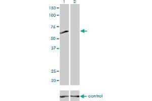Western blot analysis of PPP3CB over-expressed 293 cell line, cotransfected with PPP3CB Validated Chimera RNAi (Lane 2) or non-transfected control (Lane 1). (PPP3CB Antikörper  (AA 435-524))
