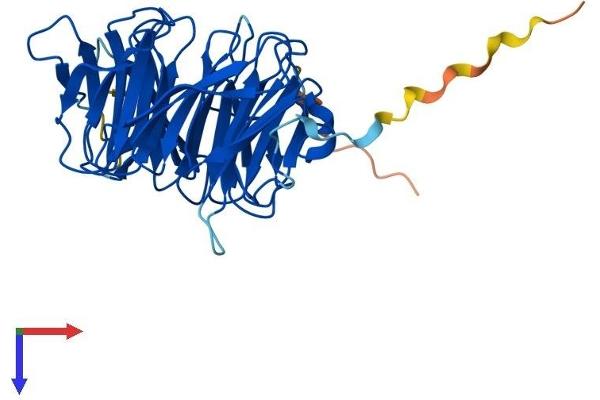 WDR77 Protein (AA 1-342) (His tag)