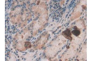 DAB staining on IHC-P; Samples: Human Stomach Tissue (beta Defensin 1 Antikörper  (AA 22-69))