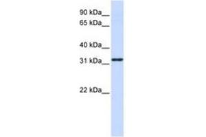 Image no. 1 for anti-Nanos Homolog 1 (NANOS1) (AA 108-157) antibody (ABIN6740717) (Nanos Homolog 1 Antikörper  (AA 108-157))