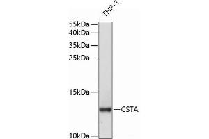 Western blot analysis of extracts of THP-1 cells using CSTA Polyclonal Antibody at dilution of 1:1000. (CSTA Antikörper)