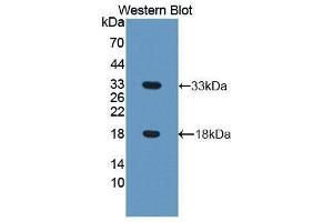 Western Blotting (WB) image for anti-Coiled-Coil Domain Containing 80 (CCD80) (AA 635-906) antibody (ABIN1858277) (CCDC80 Antikörper  (AA 635-906))