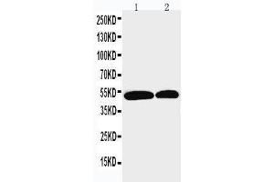 Anti-NOXA1 antibody, Western blotting Lane 1: U87 Cell Lysate Lane 2: HELA Cell Lysate (NOXA1 Antikörper  (Middle Region))