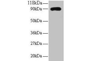 Western blot All lanes: RPL38 antibody at 2 μg/mL + EC109 whole cell lysate Secondary Goat polyclonal to rabbit IgG at 1/15000 dilution Predicted band size: 90 kDa Observed band size: 90 kDa